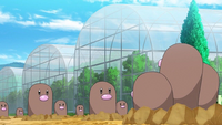 Dugtrio junto a los demás Diglett.