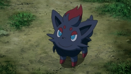 Zorua