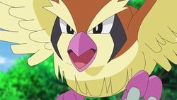 EP1095 Pidgey salvaje