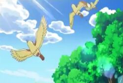 EP803 Pidgey