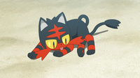 Litten lamiéndose.