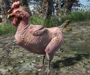 Rad chicken on the Island