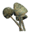 FO76 Megasloth mushroom