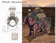 Brahmin CA1