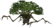 Treant Sapling