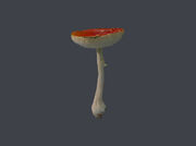 Poisonous (Emetic) Mushroom