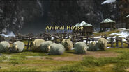 Animal House-Sheep2-5