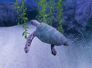 SOD-ShipGraveyard-SeaTurtle3