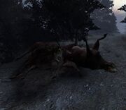 Dead bovine