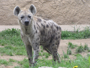 Real Life (Spotted hyena)