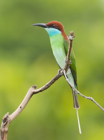 Real Life (Blue-throated bee-eater)