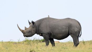 Real Life (Black Rhinoceros)