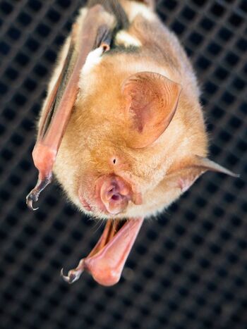 Real Life (Diadem leaf-nosed bat)=