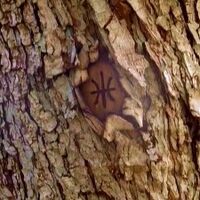 Tree mark