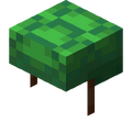 Turtle Shell.png