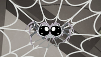 Cute-looking spider MLPRR