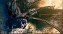 Gore Magala