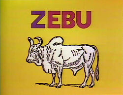 ZforZebu