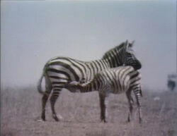 Babyzebra