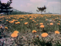 Film-FlowersEverywhere