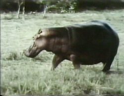 Film.hippo