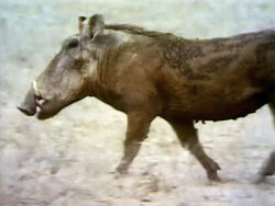 Warthogfilm