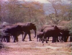 1952-Elephants