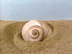 SnailShell