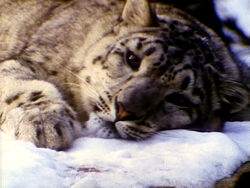 SomebodyComeandPlay.Snowleopards