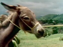 Film.Burro