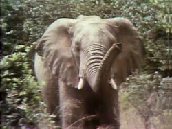 Elephant film