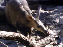 Aardvark edited