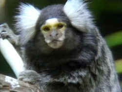 Ooohlookatthemarmoset