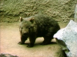 Wombat