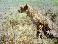 Film-Leopard