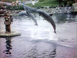 3-Dolphins