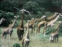 0316 giraffes