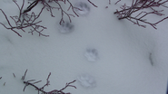 115DogFootprints