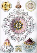 "Peromedusae" by Ernst Haeckel