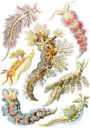 "Nudibranchia" by Ernst Haeckel