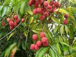 800px-Litchi chinensis fruits