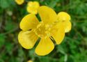 Buttercup flower