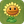 Sunflower2