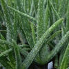 AloeVera