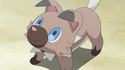 Ash's Rockruff