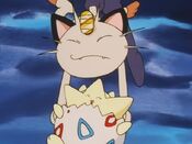 Meowth caught Togepi before falling down