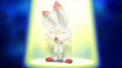 Scorbunny got humiliated