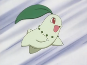 Ash's Chikorita (JE010-JE083, both Japanese and English)