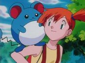 Marill likes Misty