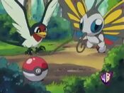 Taillow and Beautifly found a Poké Ball